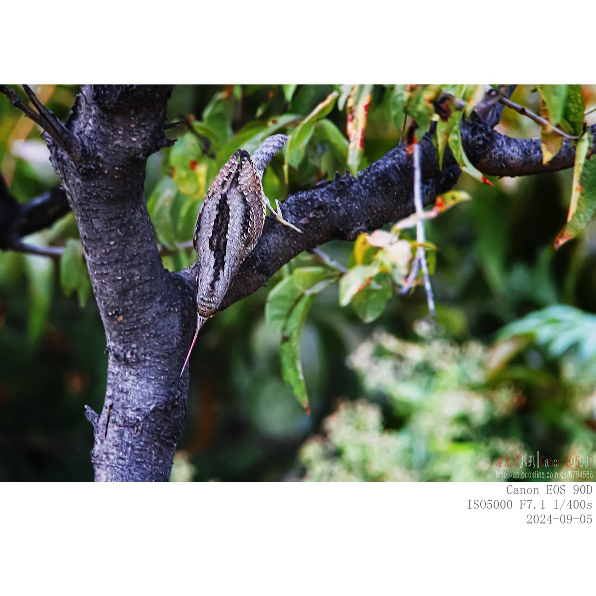 长着超长舌头以蚂蚁为主食的蚁?鸟