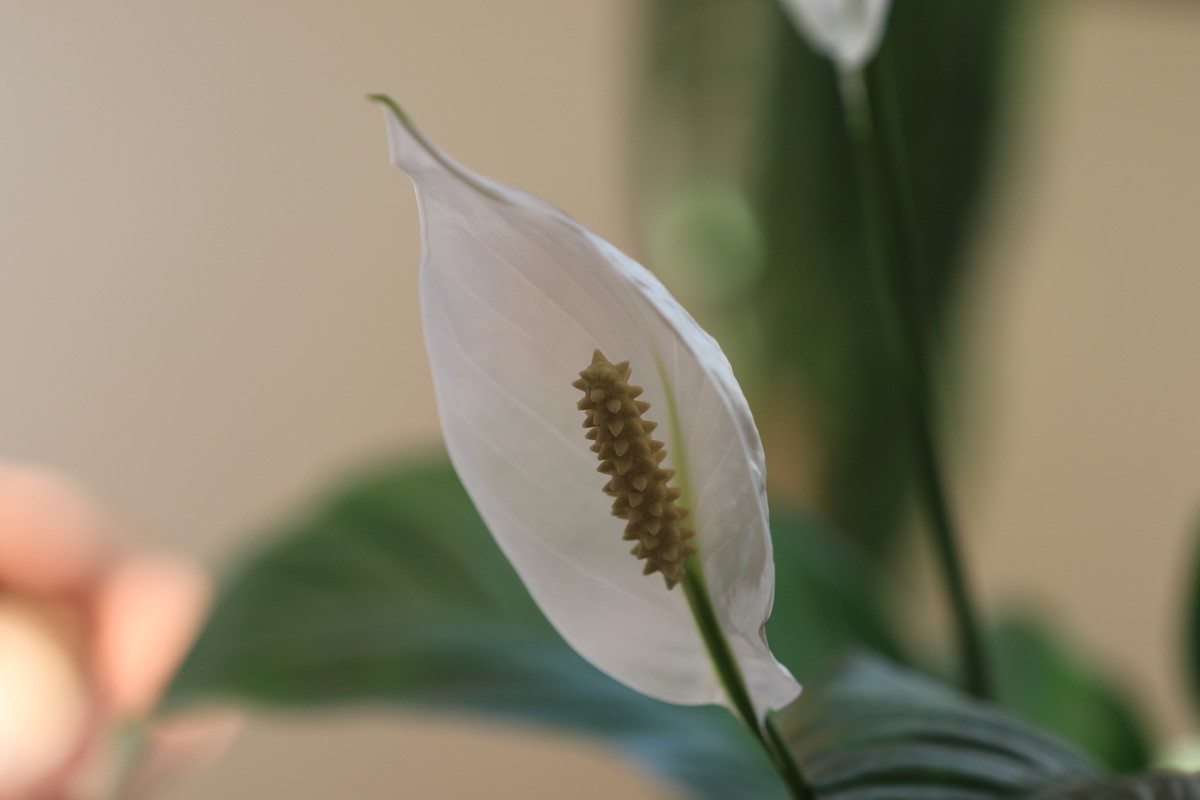 家中拍花熟练相机