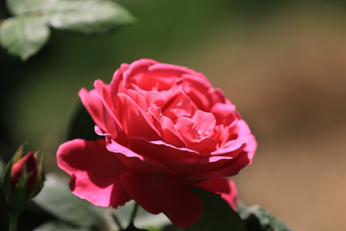 这机子拍花也是不错的