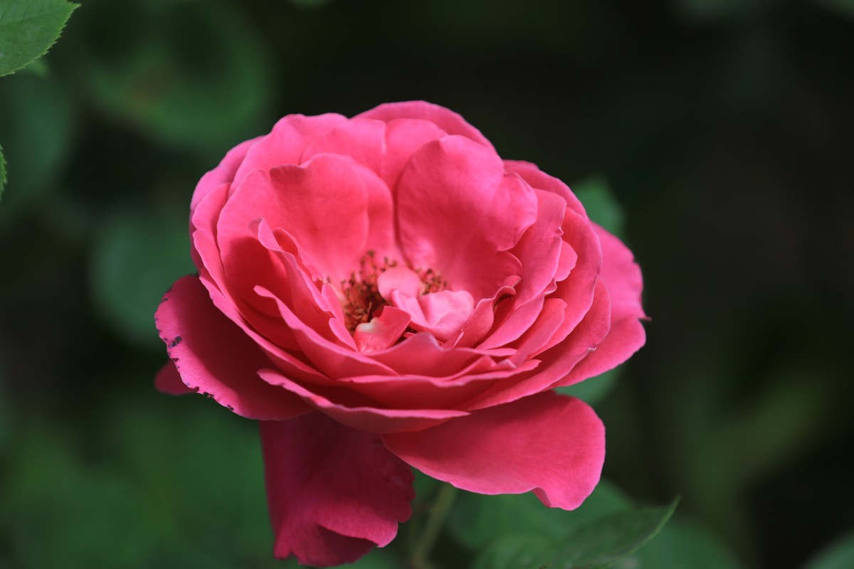 这机子拍花也是不错的