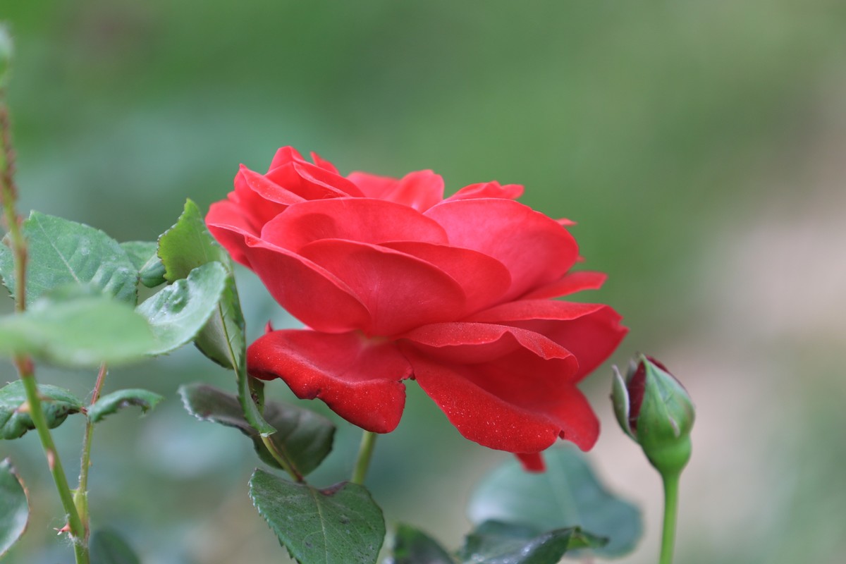 这机子拍花也是不错的