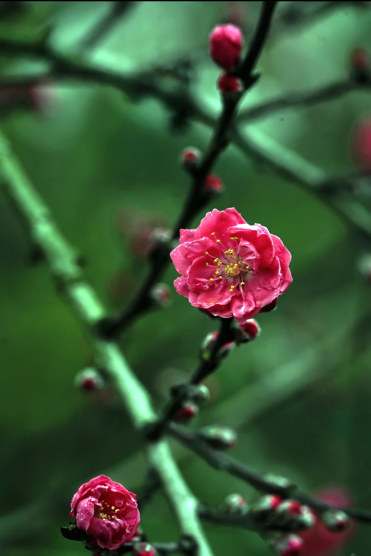 “后花园”的一组桃花