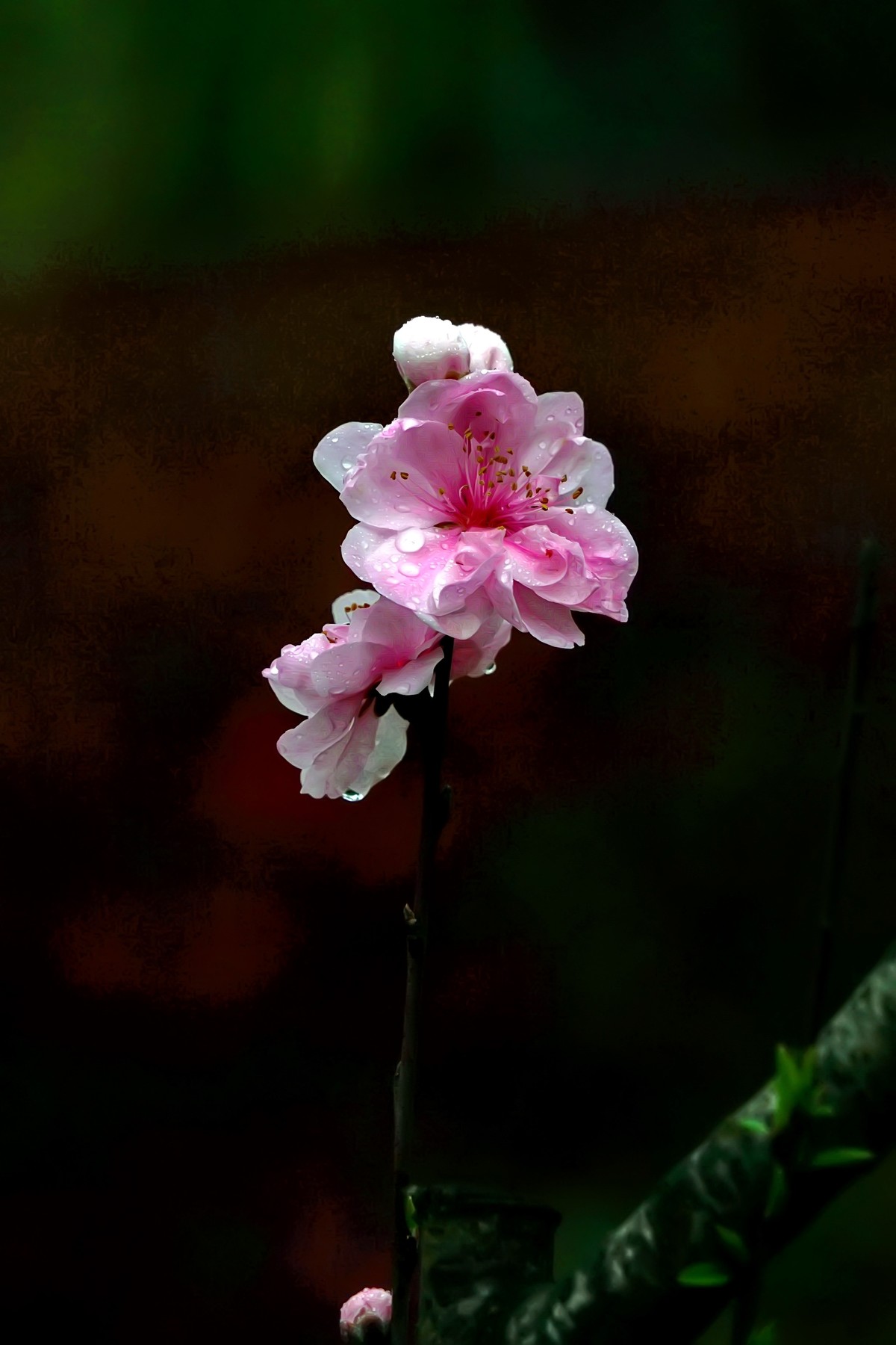 “后花园”的一组桃花