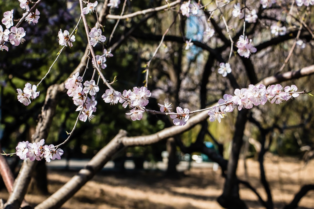 【镜头里】第1434号：夭夭桃花挂满枝（二）