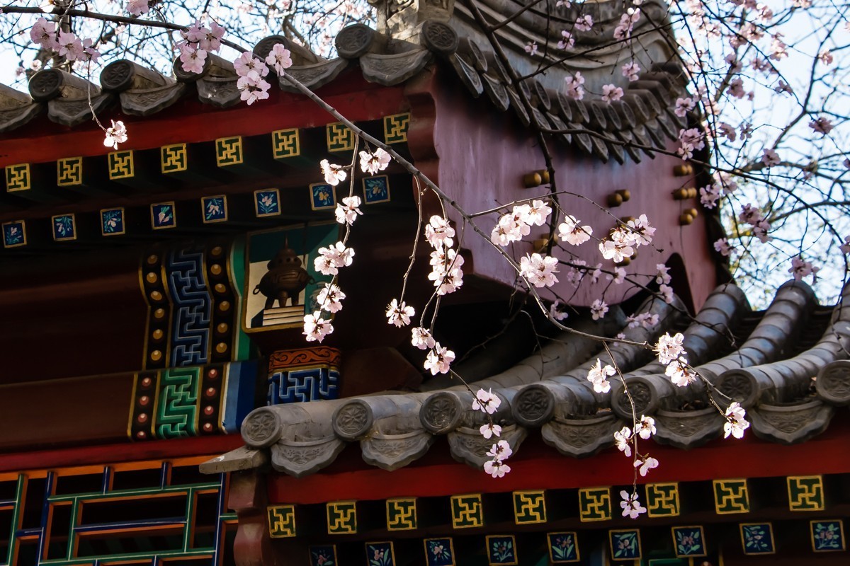 【镜头里】第1434号：夭夭桃花挂满枝（二）