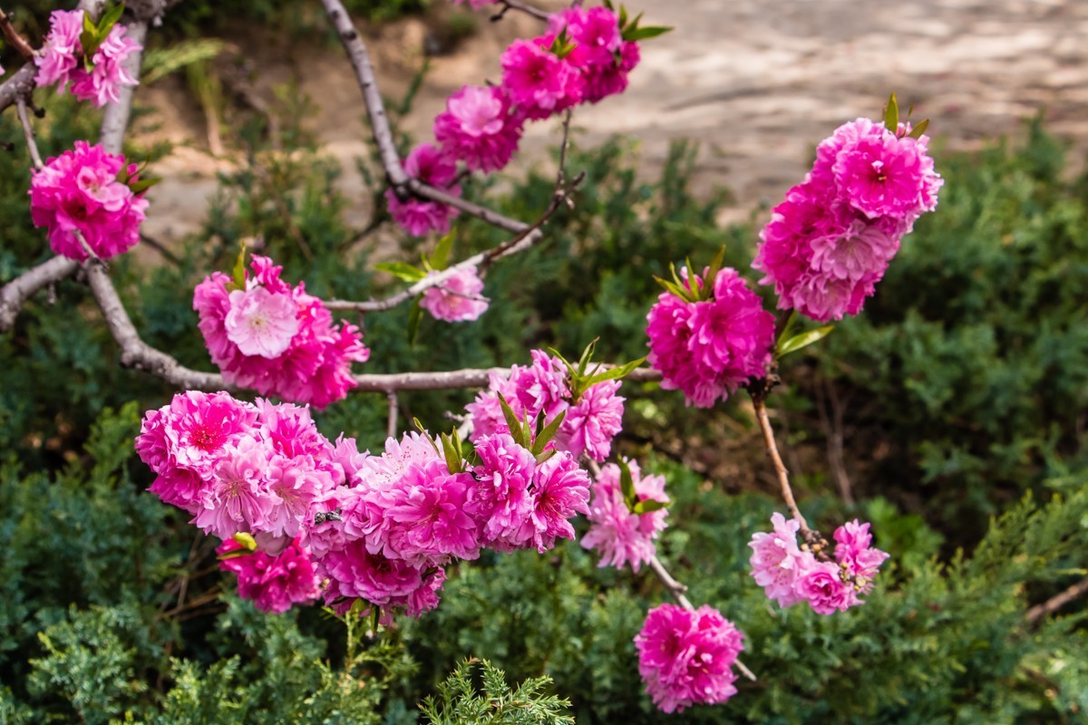 【镜头里】第1434号：夭夭桃花挂满枝（二）