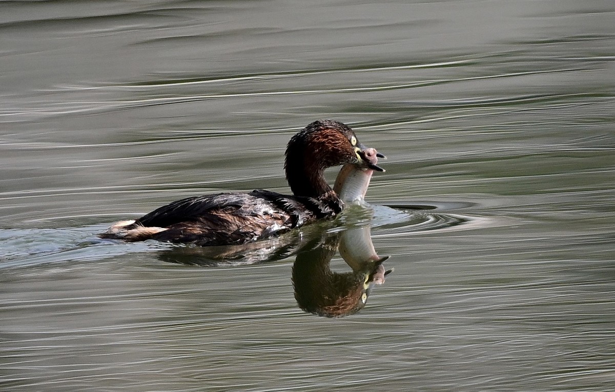 piti鸟抓了一条鱼