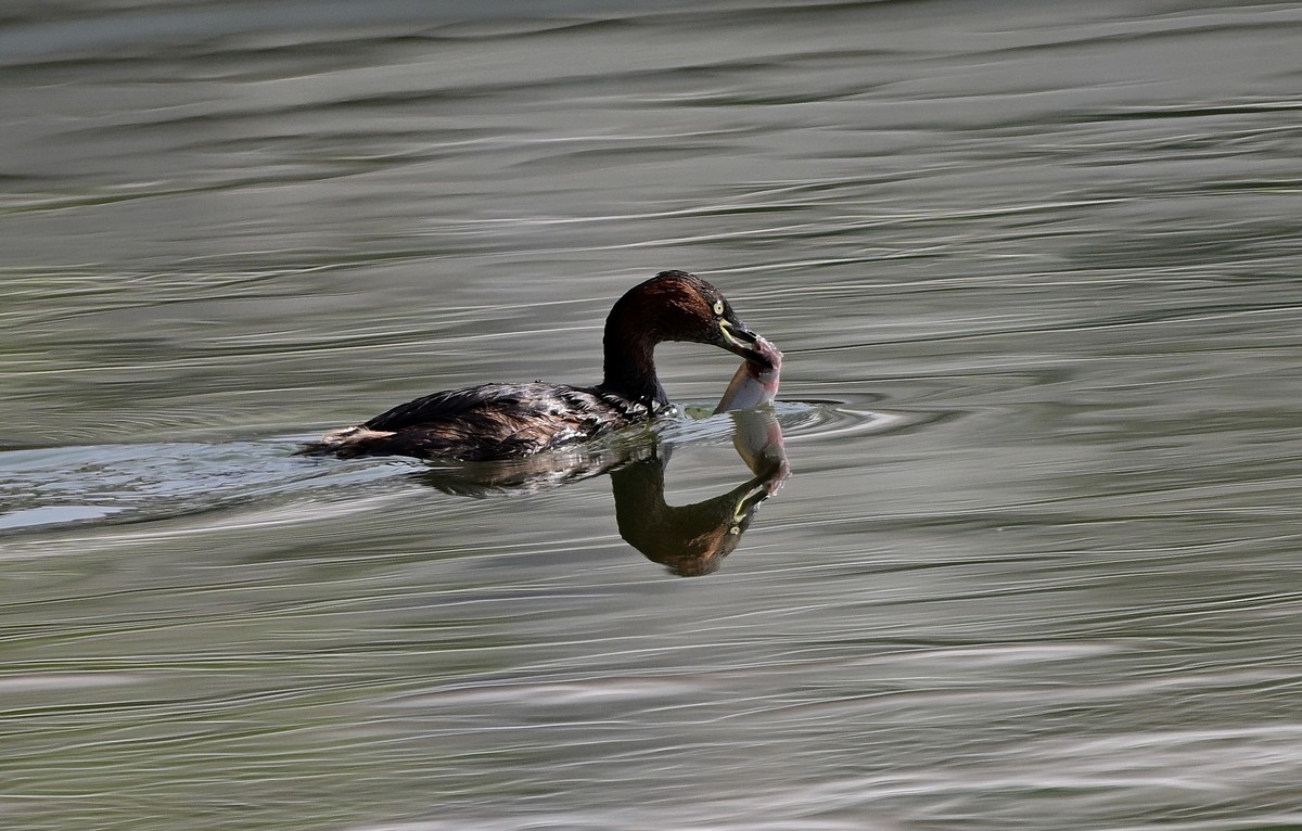 piti鸟抓了一条鱼