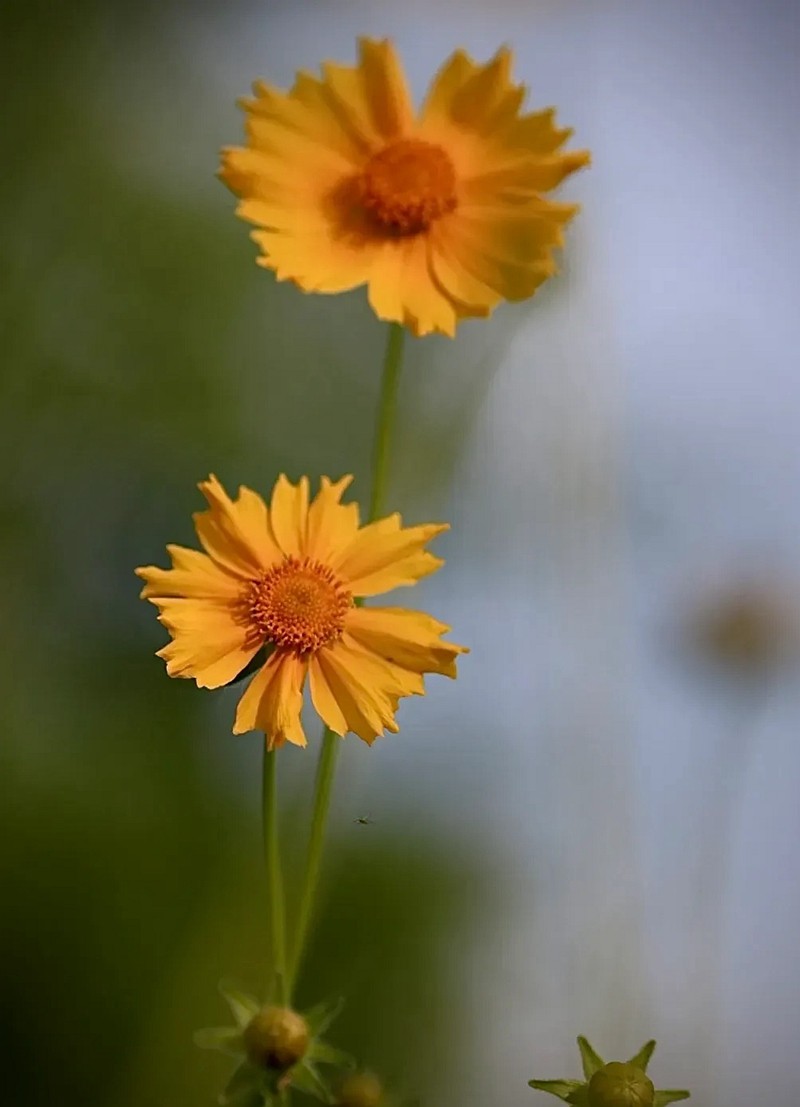 剑叶金鸡菊