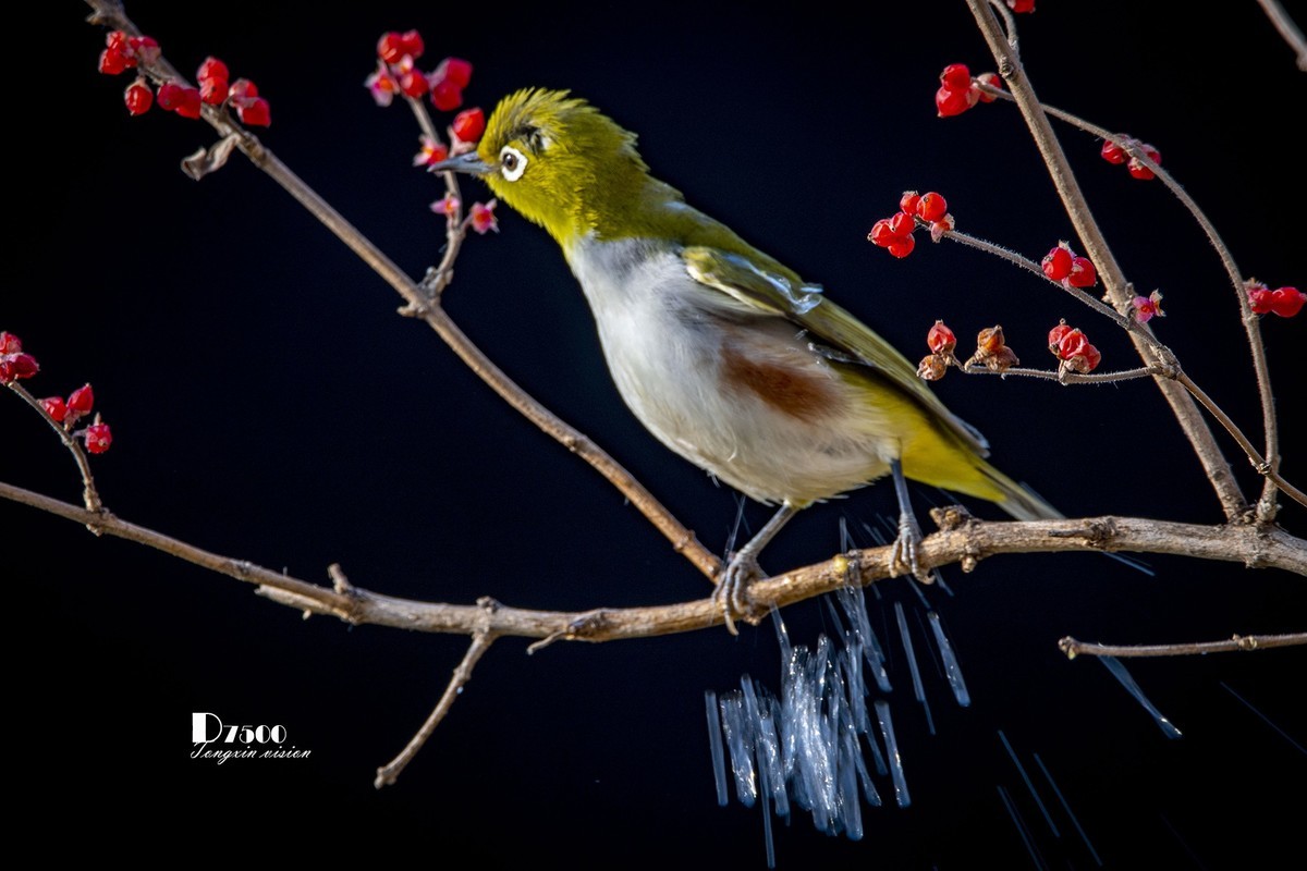 动起来的小鸟（6）