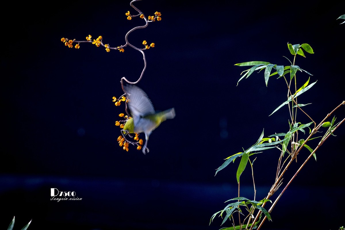 动起来的小鸟（6）