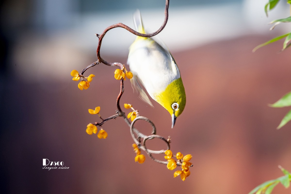 动起来的小鸟（6）