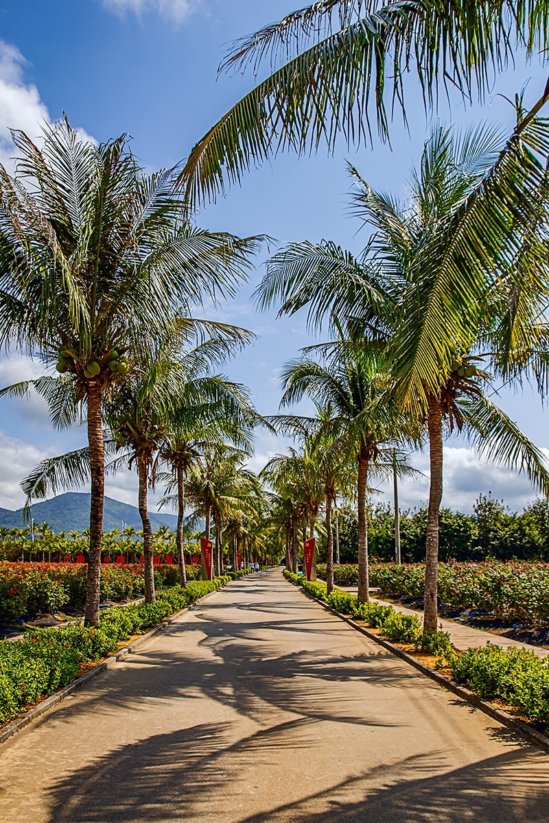 旅游记录 ：海南 · 三亚 · 亚龙湾玫瑰 谷