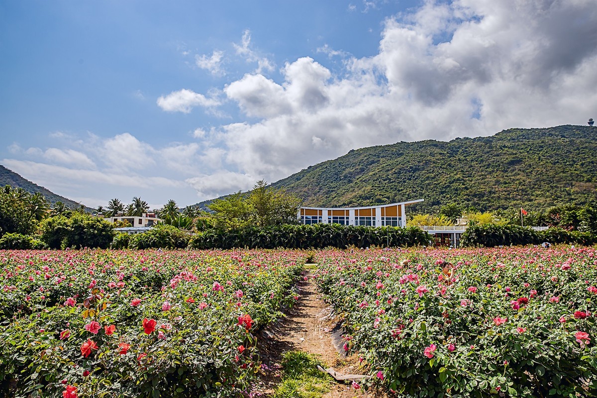旅游记录 ：海南 · 三亚 · 亚龙湾玫瑰 谷