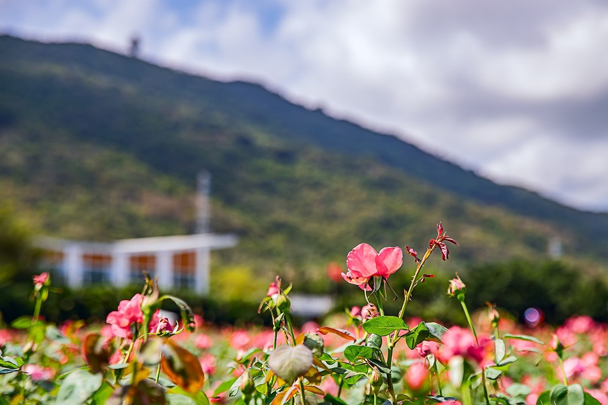 旅游记录 ：海南 · 三亚 · 亚龙湾玫瑰 谷