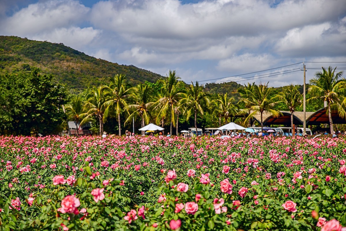 旅游记录 ：海南 · 三亚 · 亚龙湾玫瑰 谷