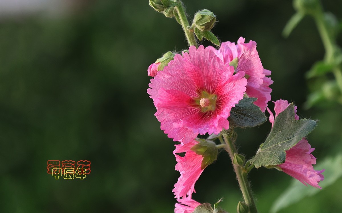 甲辰年蜀葵花【2024-107】