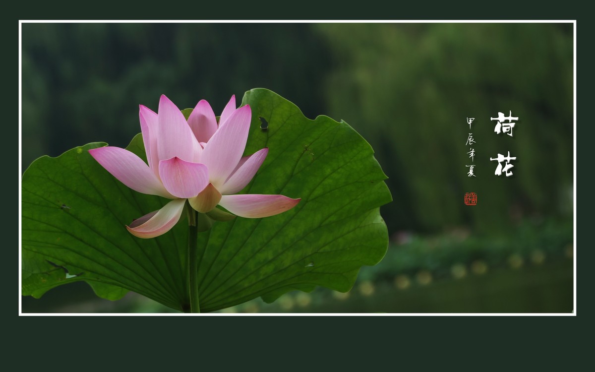 和和美美的荷花