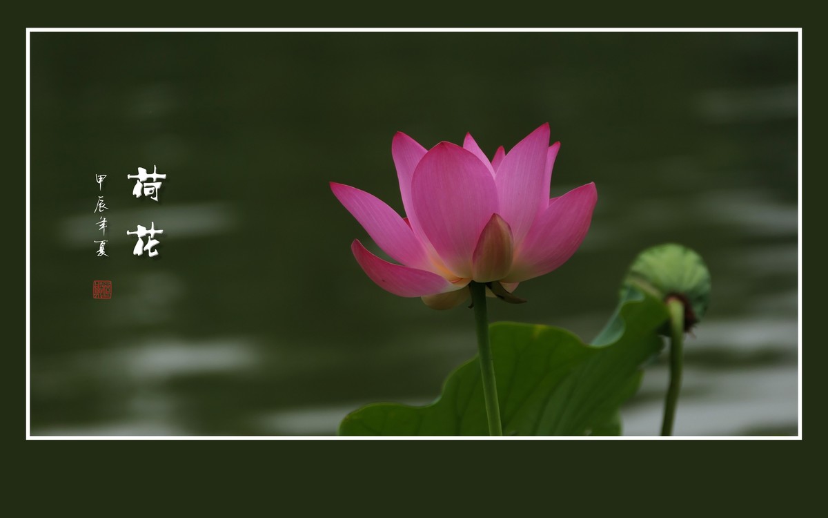 和和美美的荷花