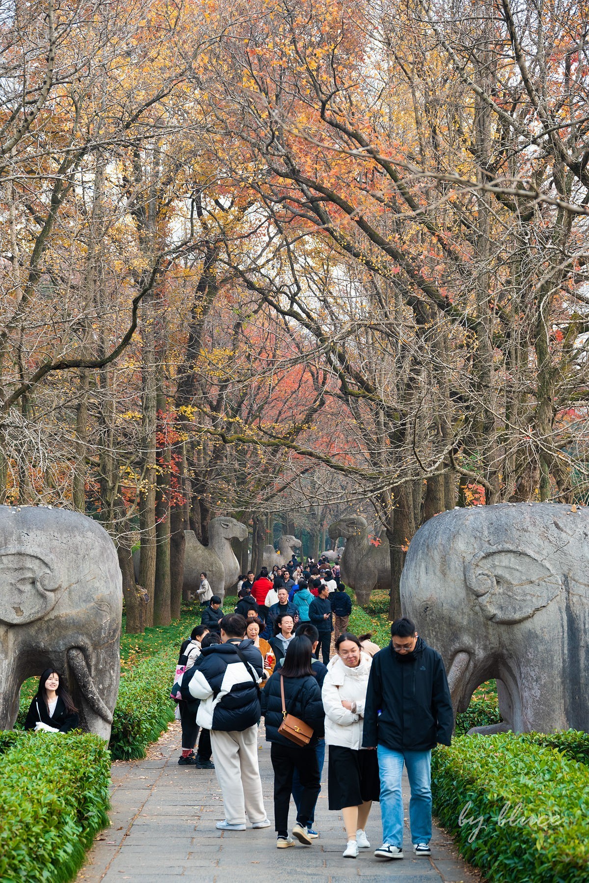 明孝陵冬色（下）---醉美石象路