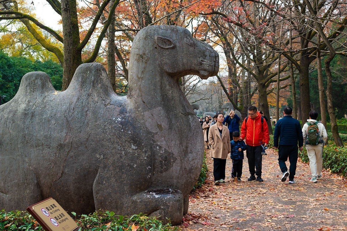 明孝陵冬色（下）---醉美石象路