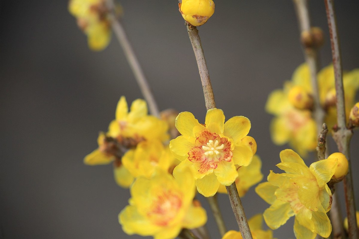 腊月腊梅香【二】2025.009