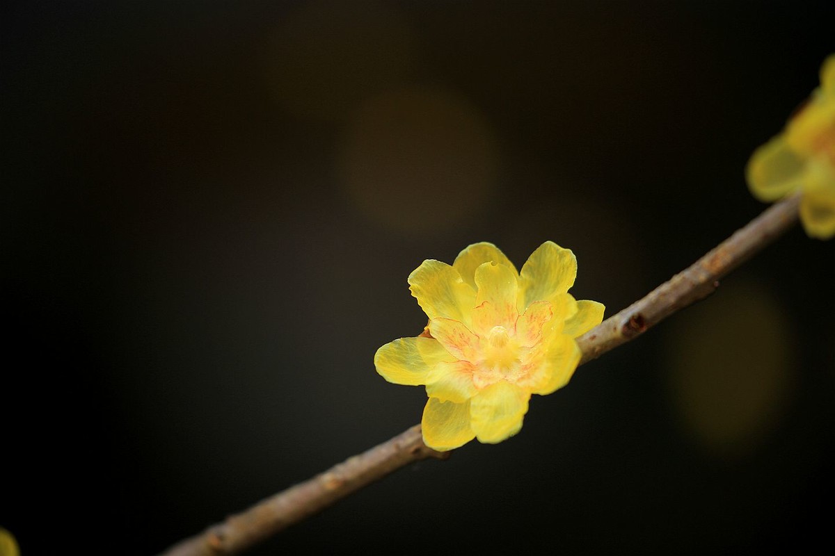 腊月腊梅香【二】2025.009