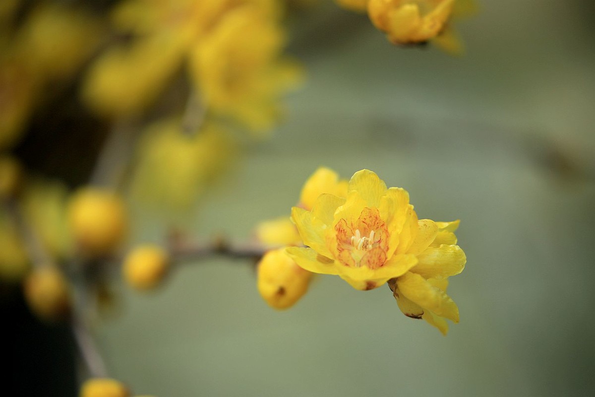 腊月腊梅香【二】2025.009