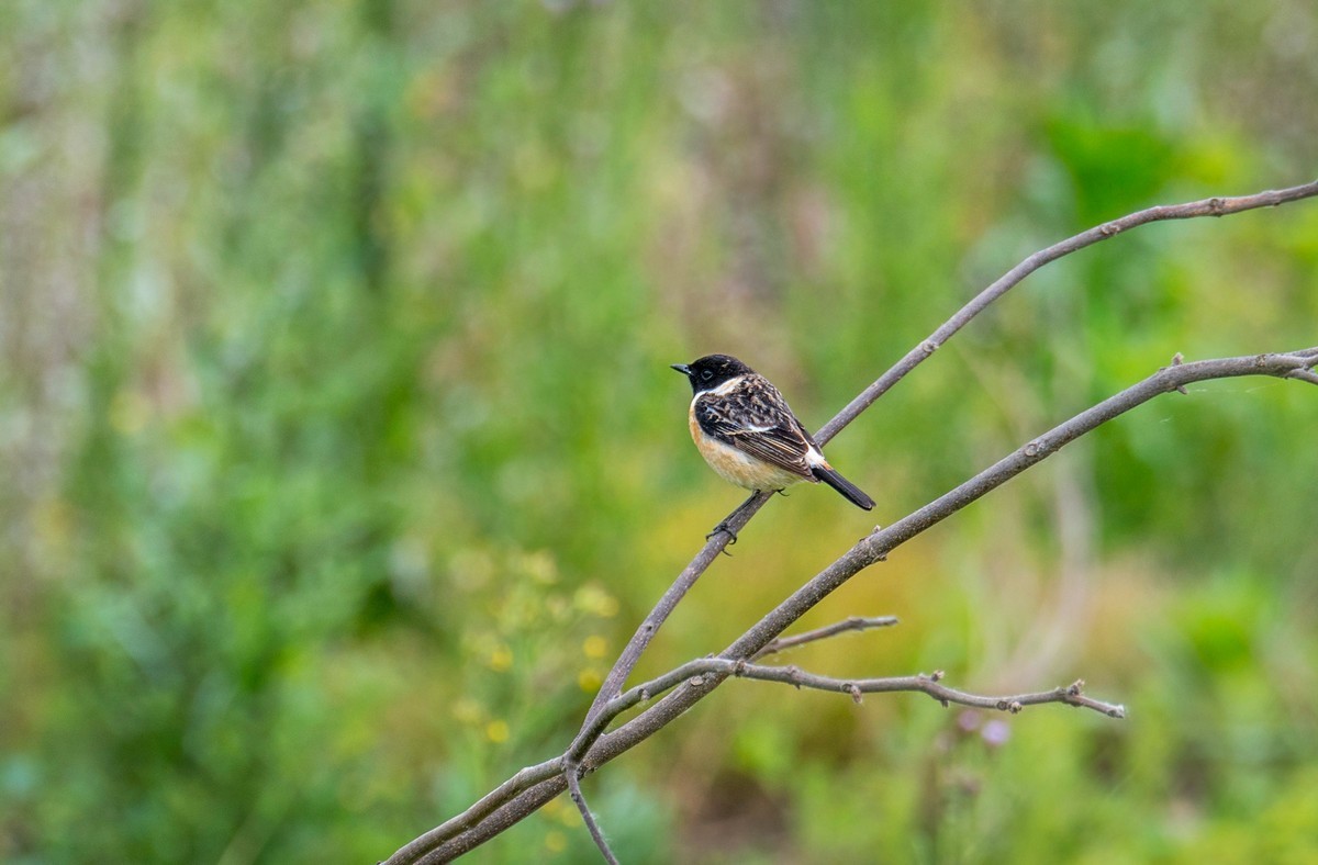 黑喉石鵖（二）