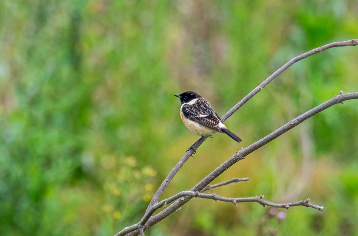 黑喉石鵖（二）