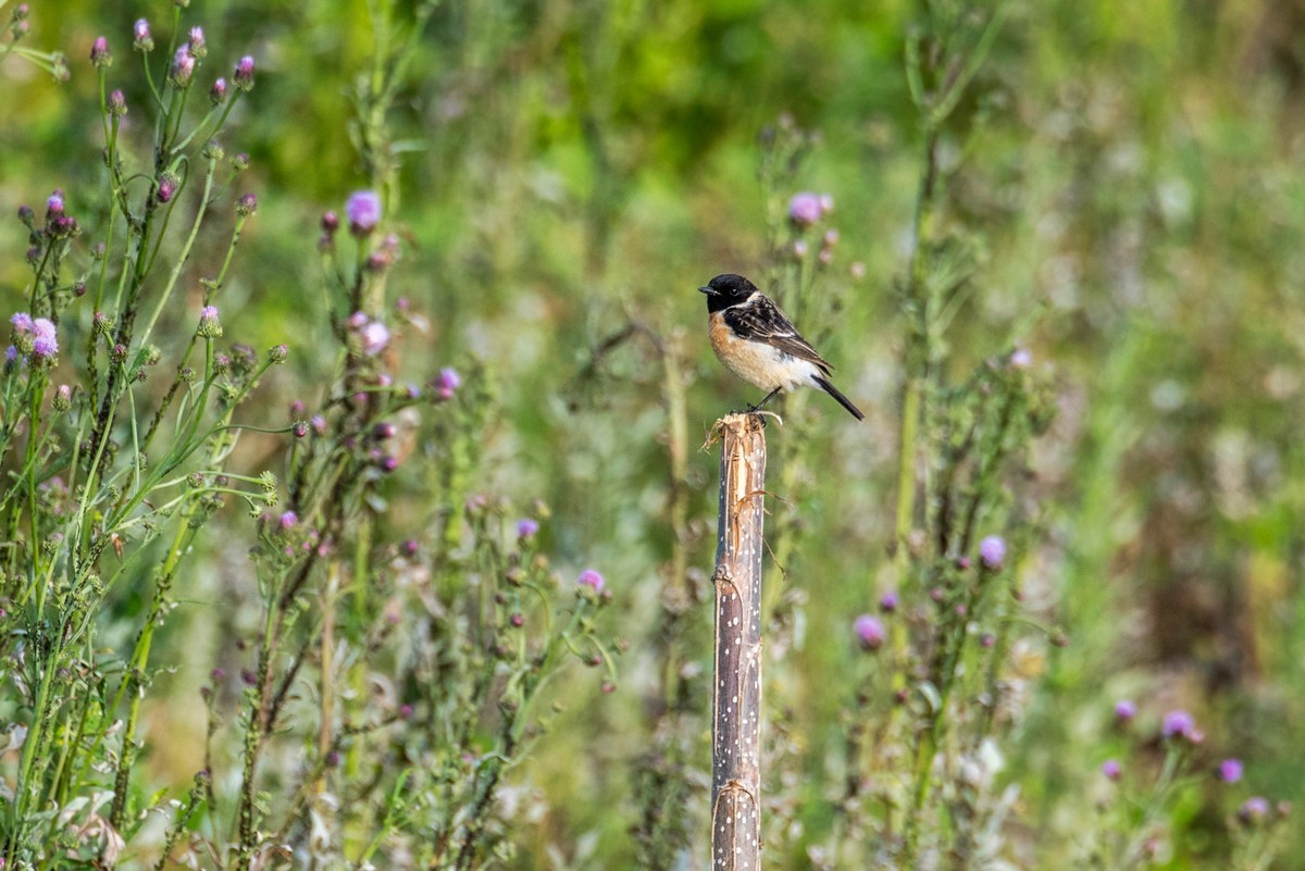黑喉石鵖（二）