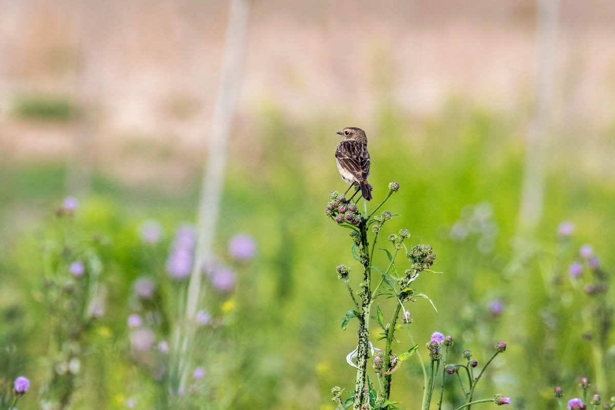 黑喉石鵖（二）