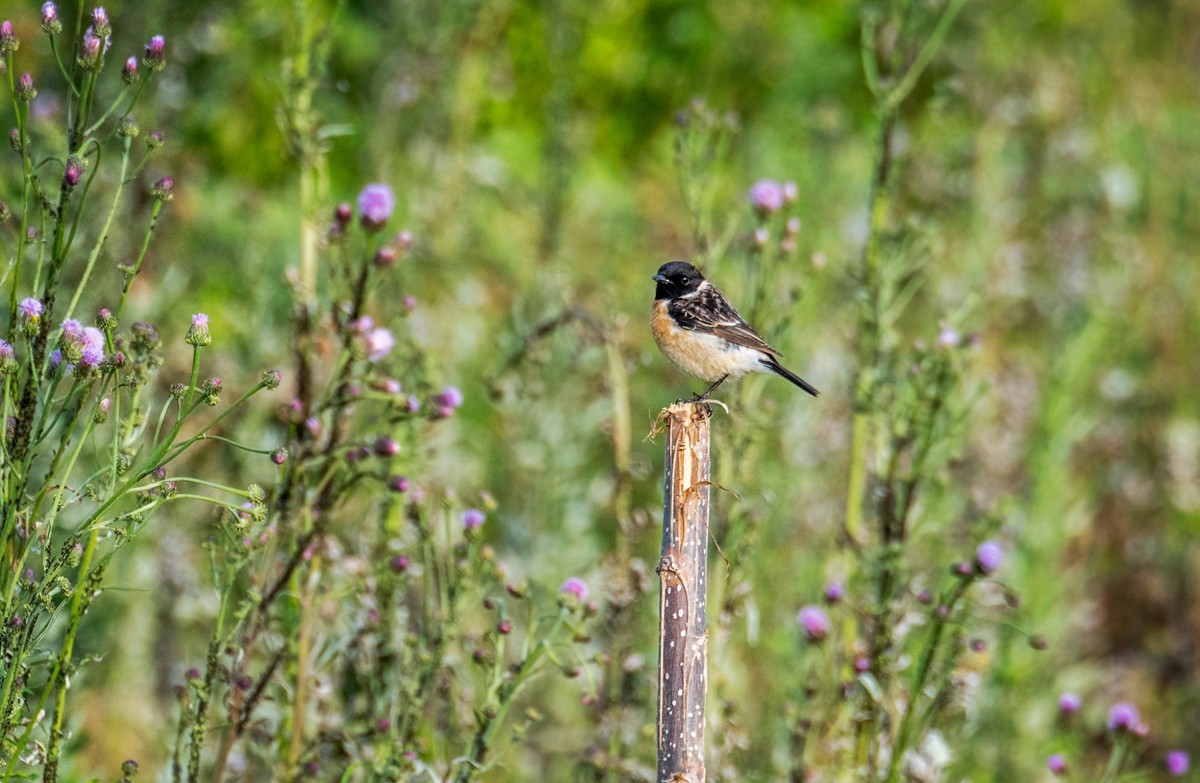 黑喉石鵖（二）