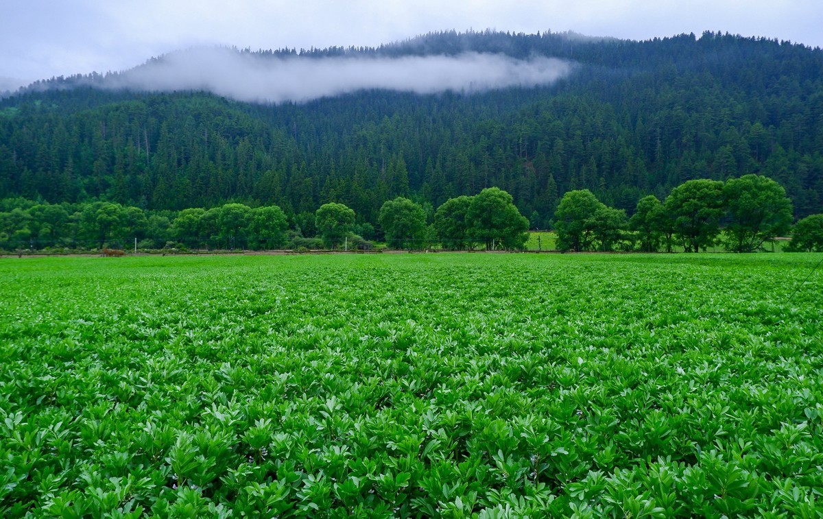 我只是把出去看到的随手记录下来（115）