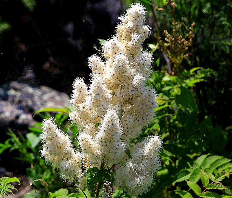【不老松：纪实摄影】在火焰山灰中顽强生长的珍珠梅！