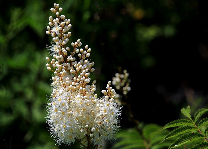 【不老松：纪实摄影】在火焰山灰中顽强生长的珍珠梅！