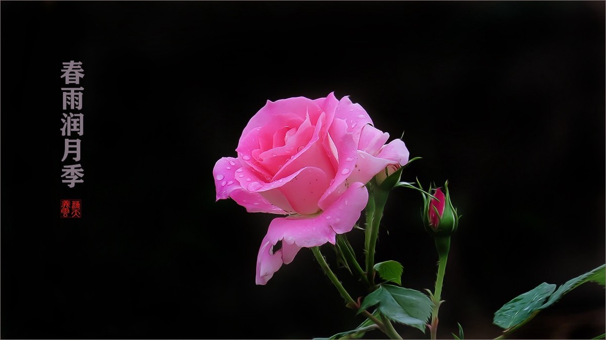 春雨润月季