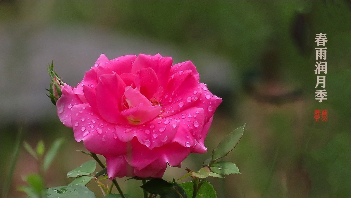 春雨润月季