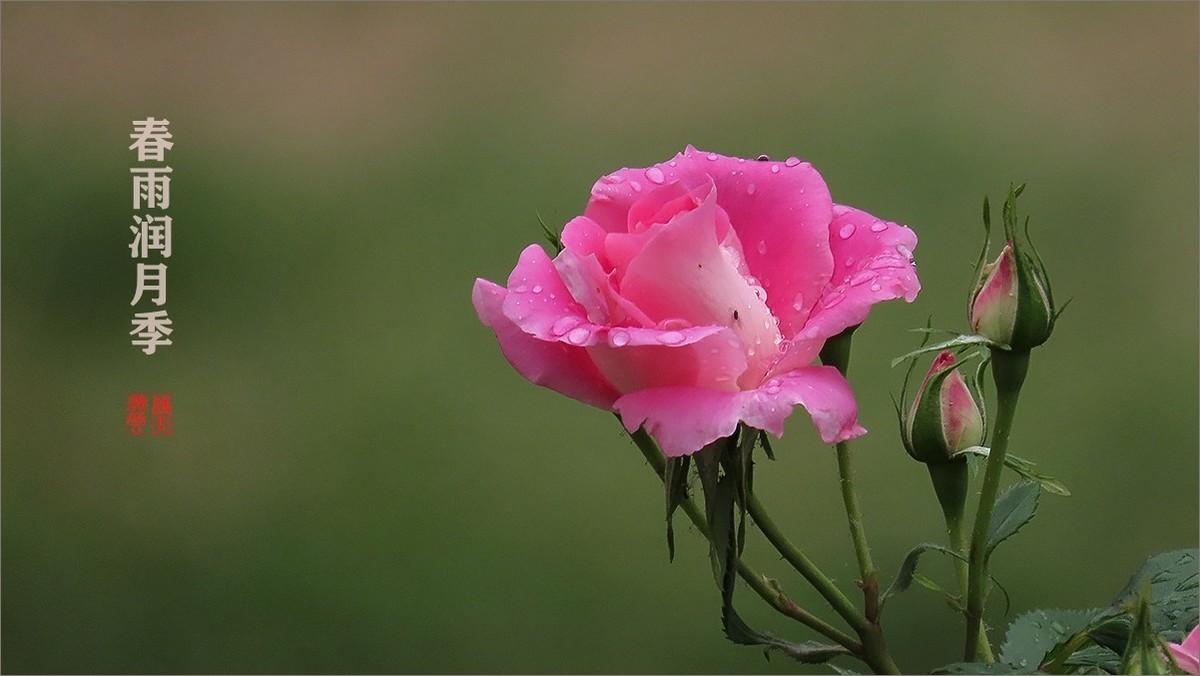春雨润月季