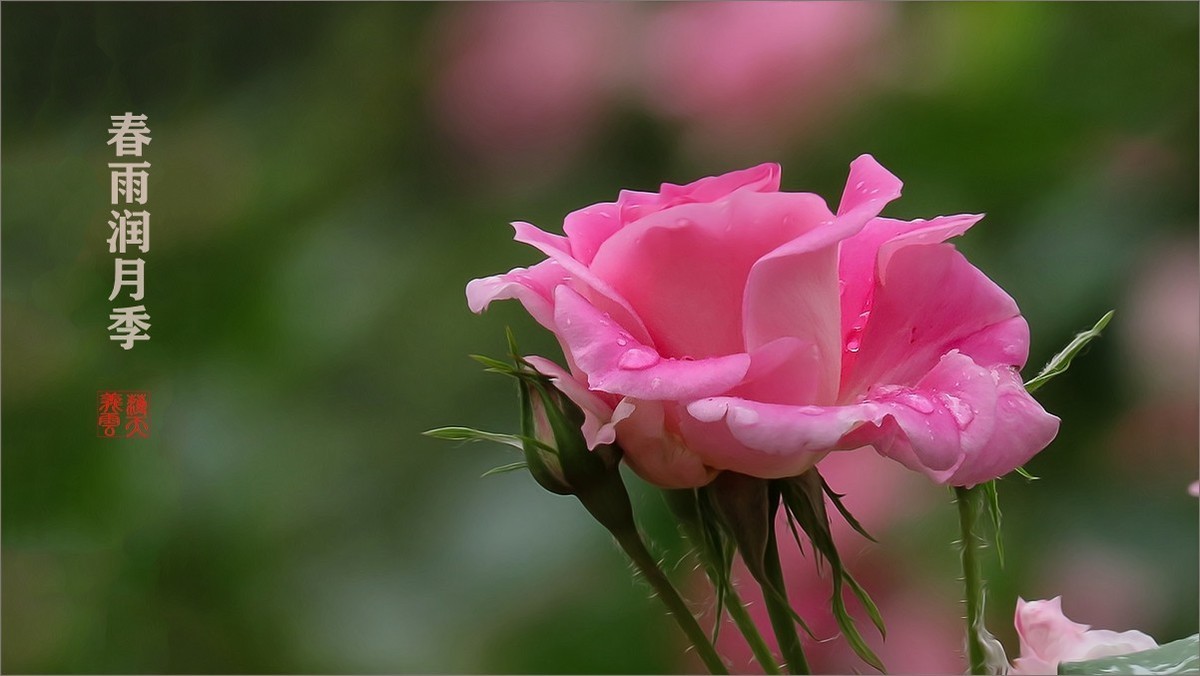 春雨润月季