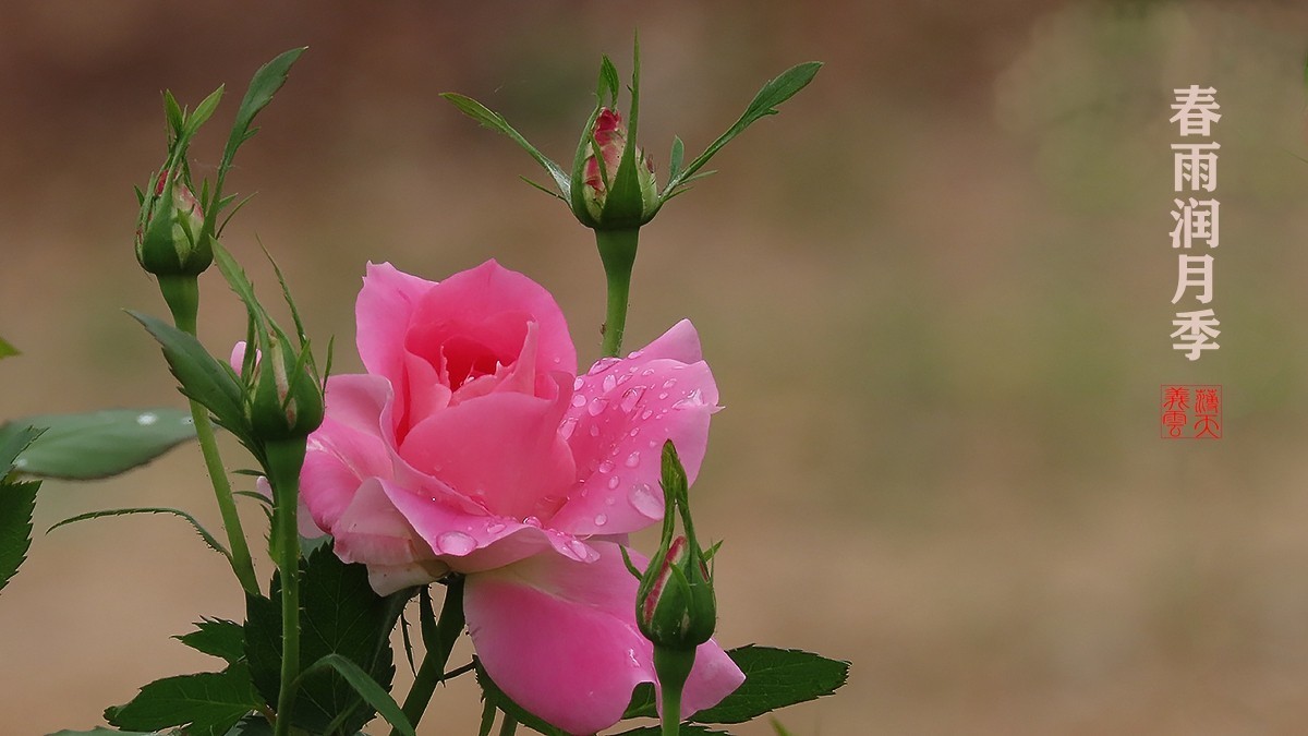 春雨润月季