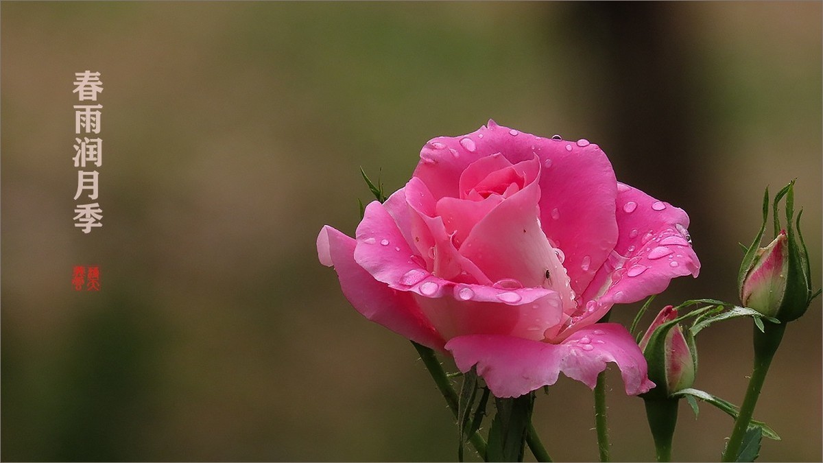 春雨润月季