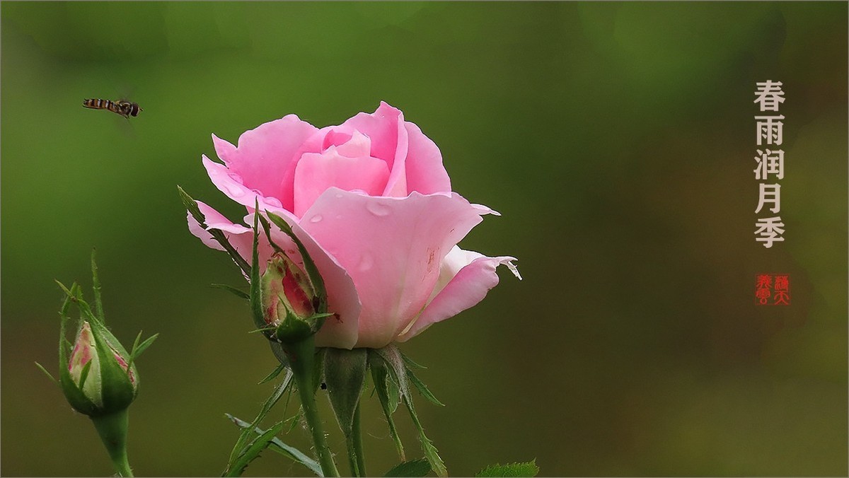 春雨润月季