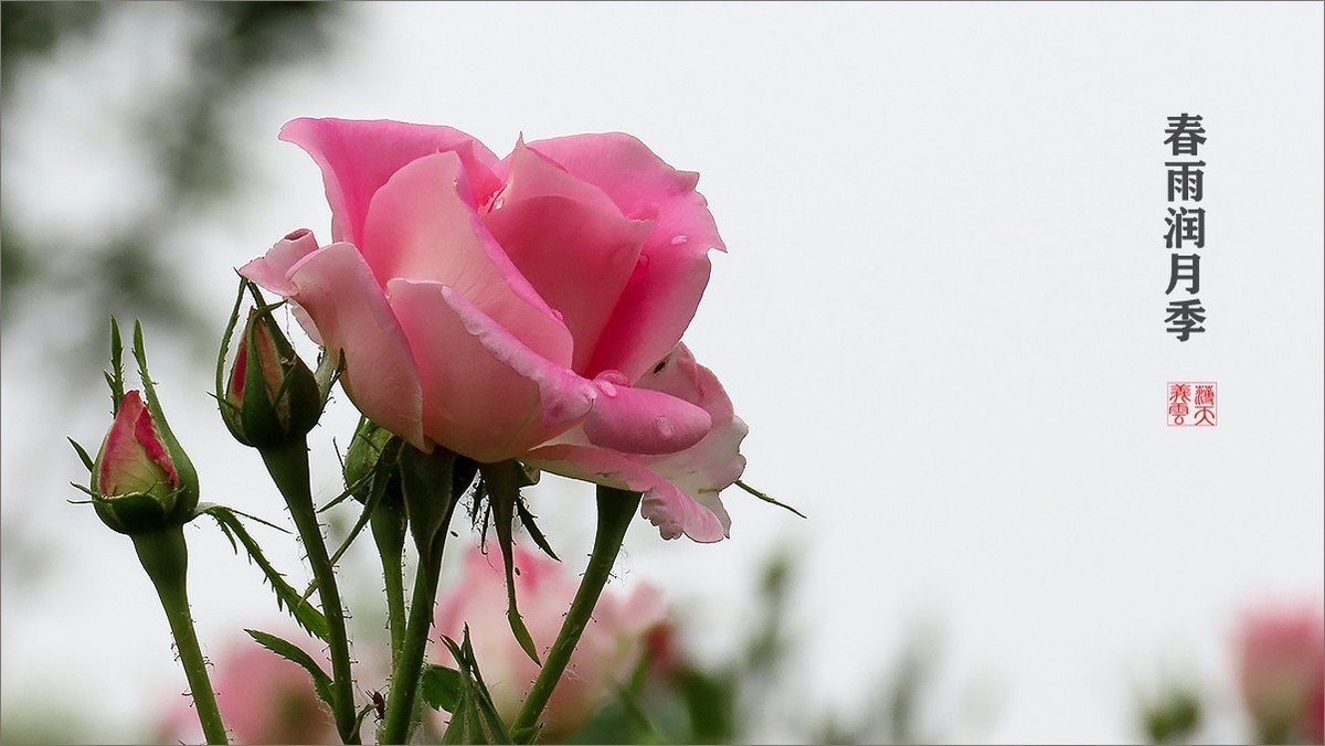 春雨润月季