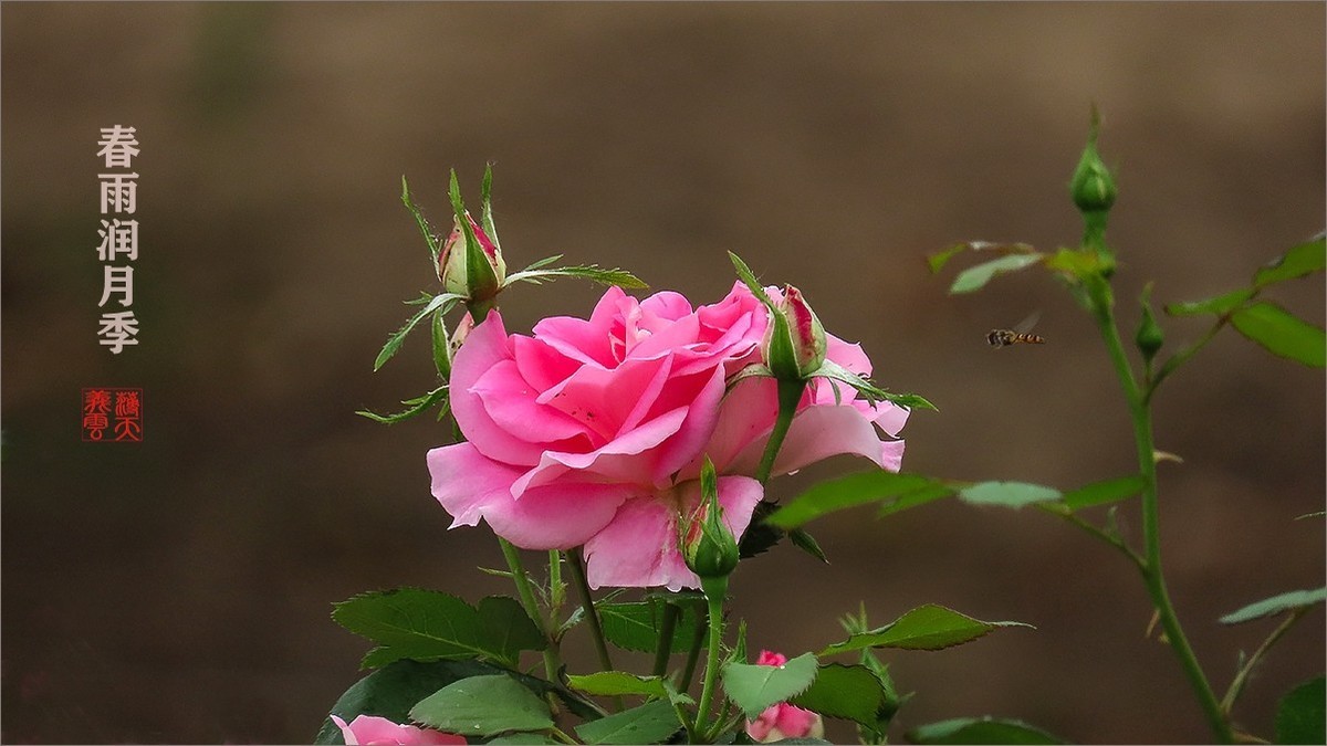 春雨润月季