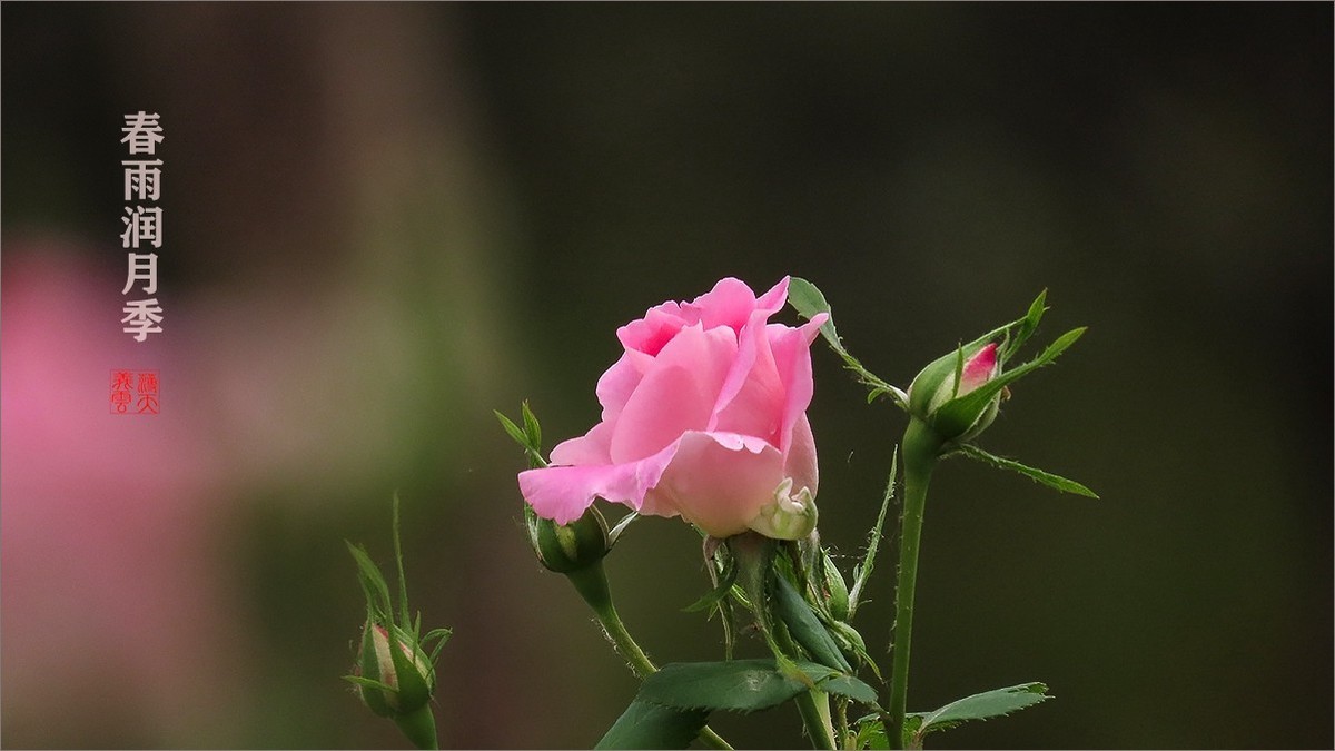 春雨润月季