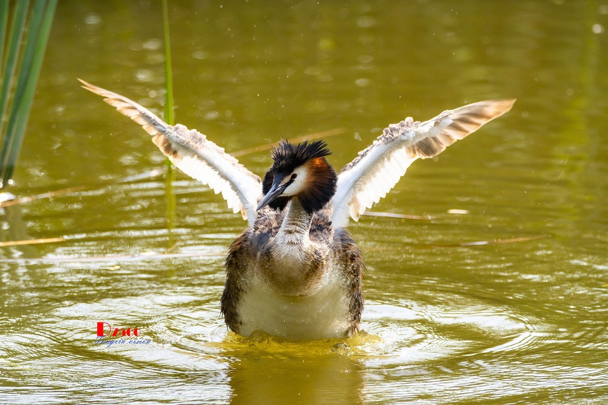 可爱的PI鹈（61）