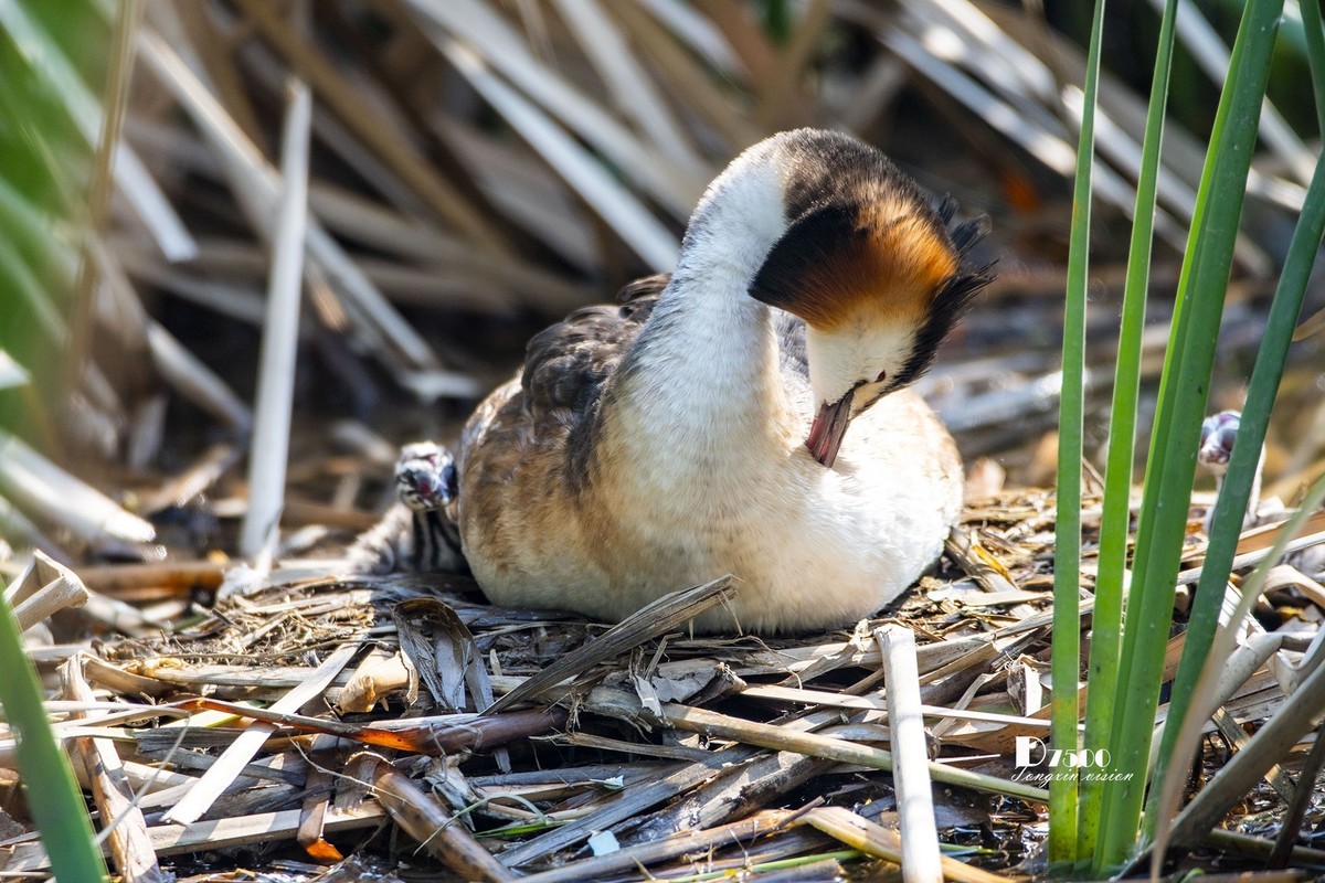 可爱的PI鹈（61）