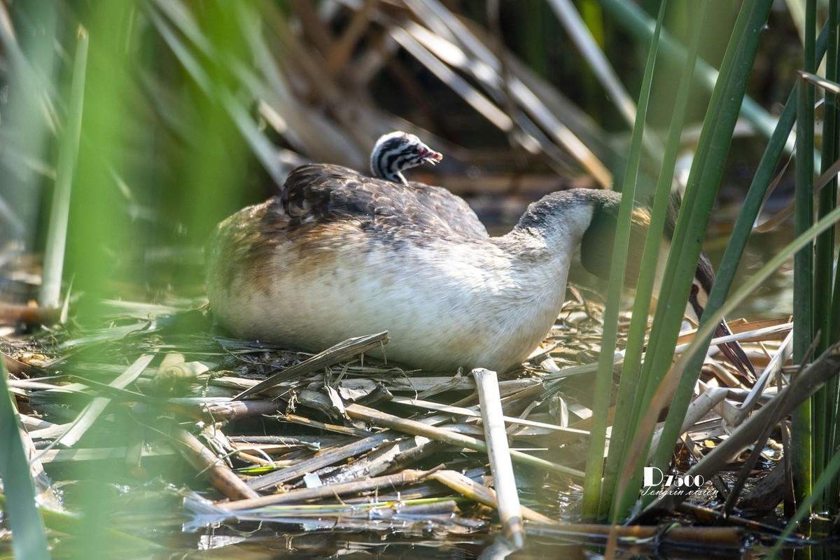 可爱的PI鹈（61）