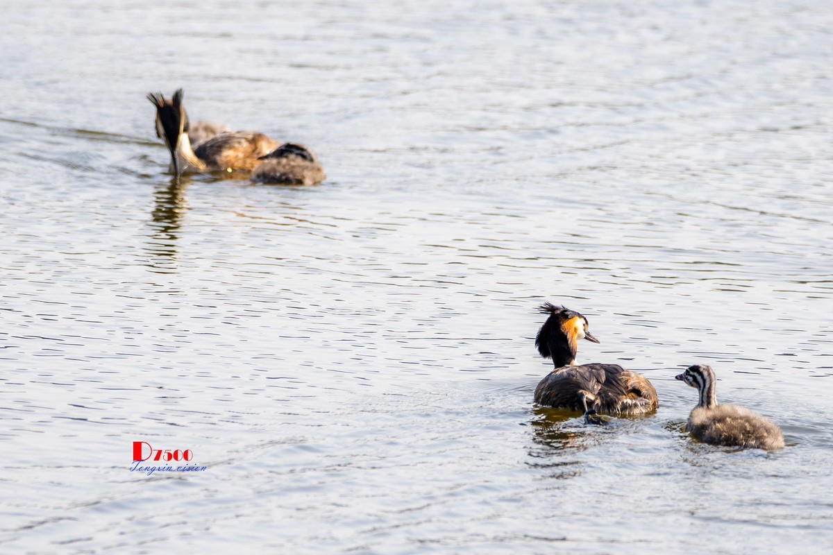 可爱的PI鹈（61）